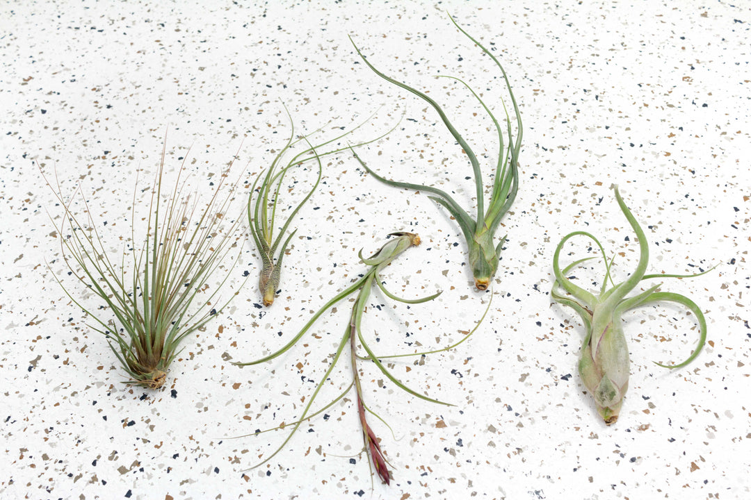 balbisiana air plant Air Plant Combination of 5 Wispy Plants