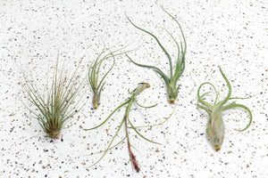Air Plant Combination of 5 Wispy Plants