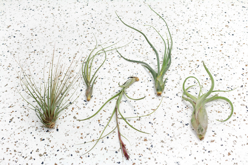 Tillandsia Juncea, Butzii, Balbisiana, Baileyi and Caput Medusae Air Plants