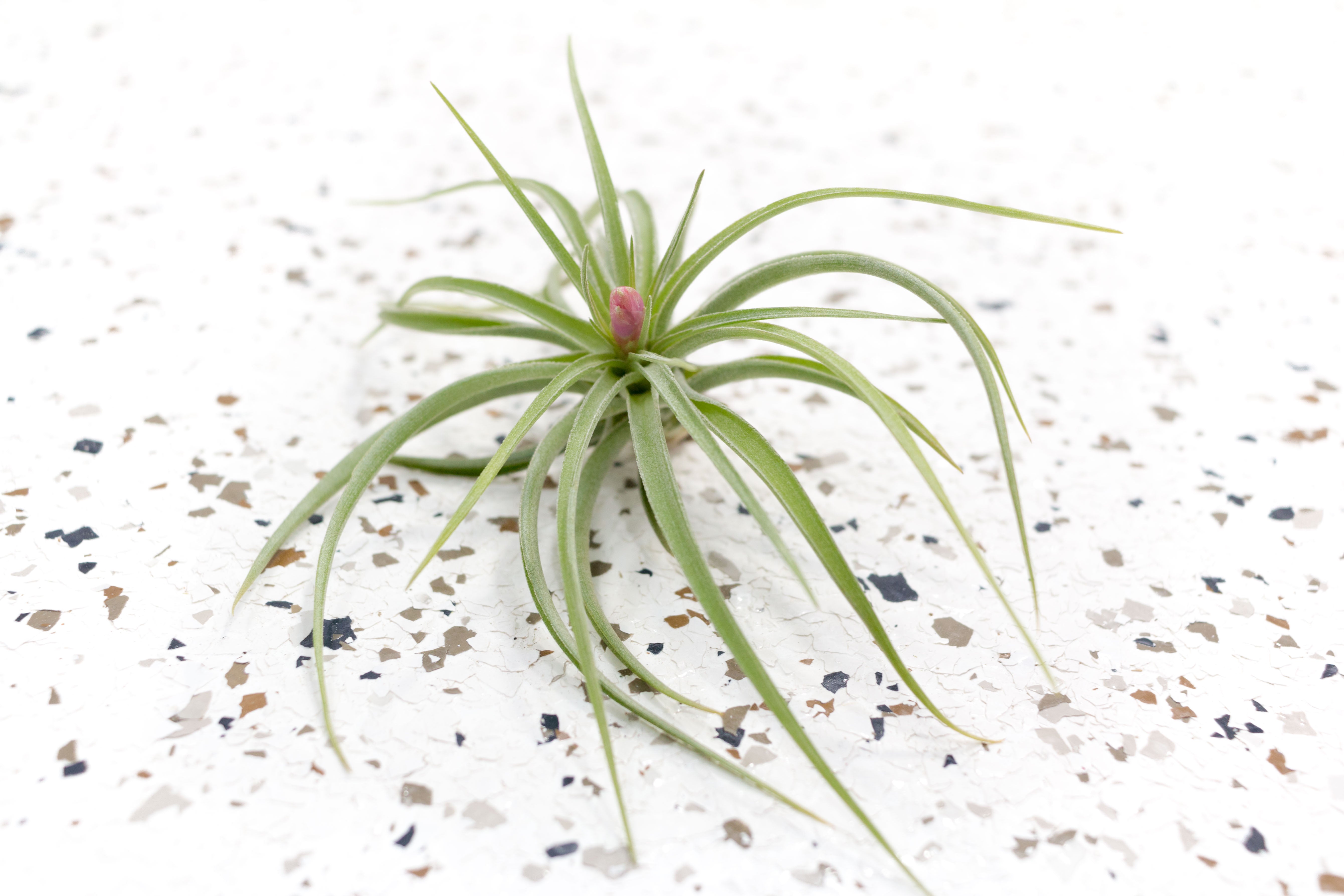 Air Plants - Tillandsia Aeranthos – Air Plant City