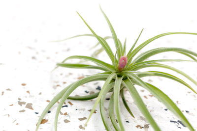 Budding TIllandsia Aeranthos Air Plant