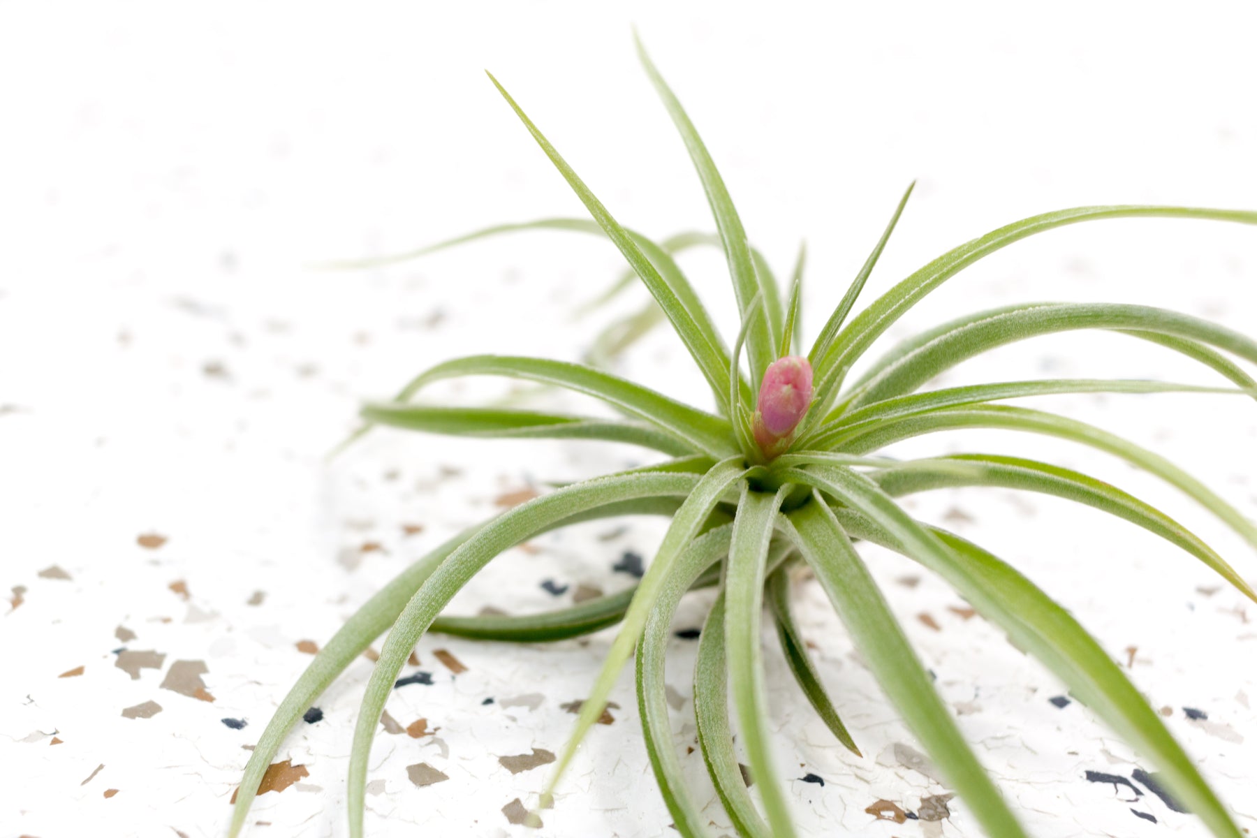 air plant medium Tillandsia Aeranthos Air Plants, Large / 5 Pack