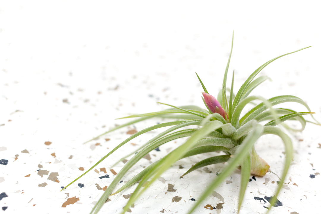 t stricta air plant Tillandsia Aeranthos Air Plants, Regular / Single Plant