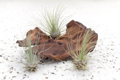 3 Tillandsia Argentea Thin 'Fuchsii' Air Plants