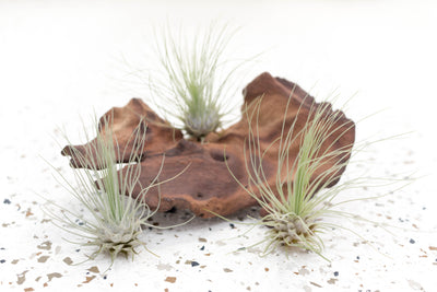 3 Tillandsia Argentea Thin 'Fuchsii' Air Plants