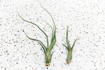 Small and Large Tillandsia Baileyi 'Pseudobaileyi' Air Plants