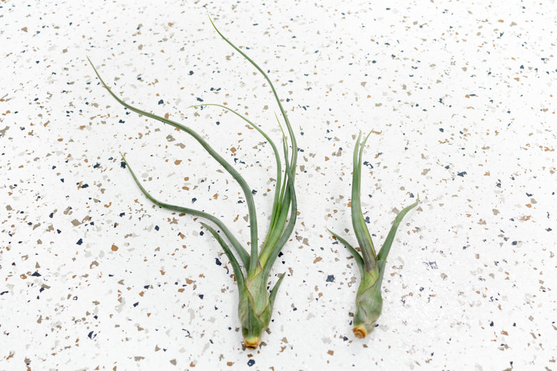 Small and Large Tillandsia Baileyi &