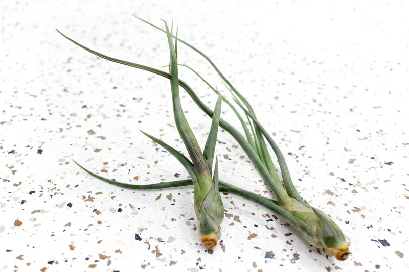 2 Tillandsia Baileyi Air Plants