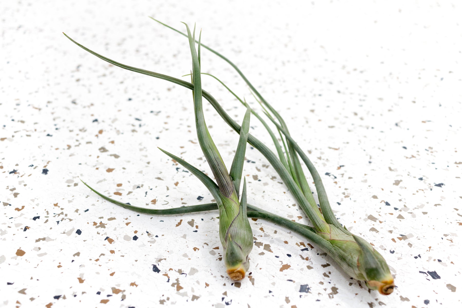 pseudobaileyi air plant Wholesale