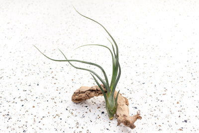 Tillandsia Baileyi 'Pseudobaileyi' Air Plant