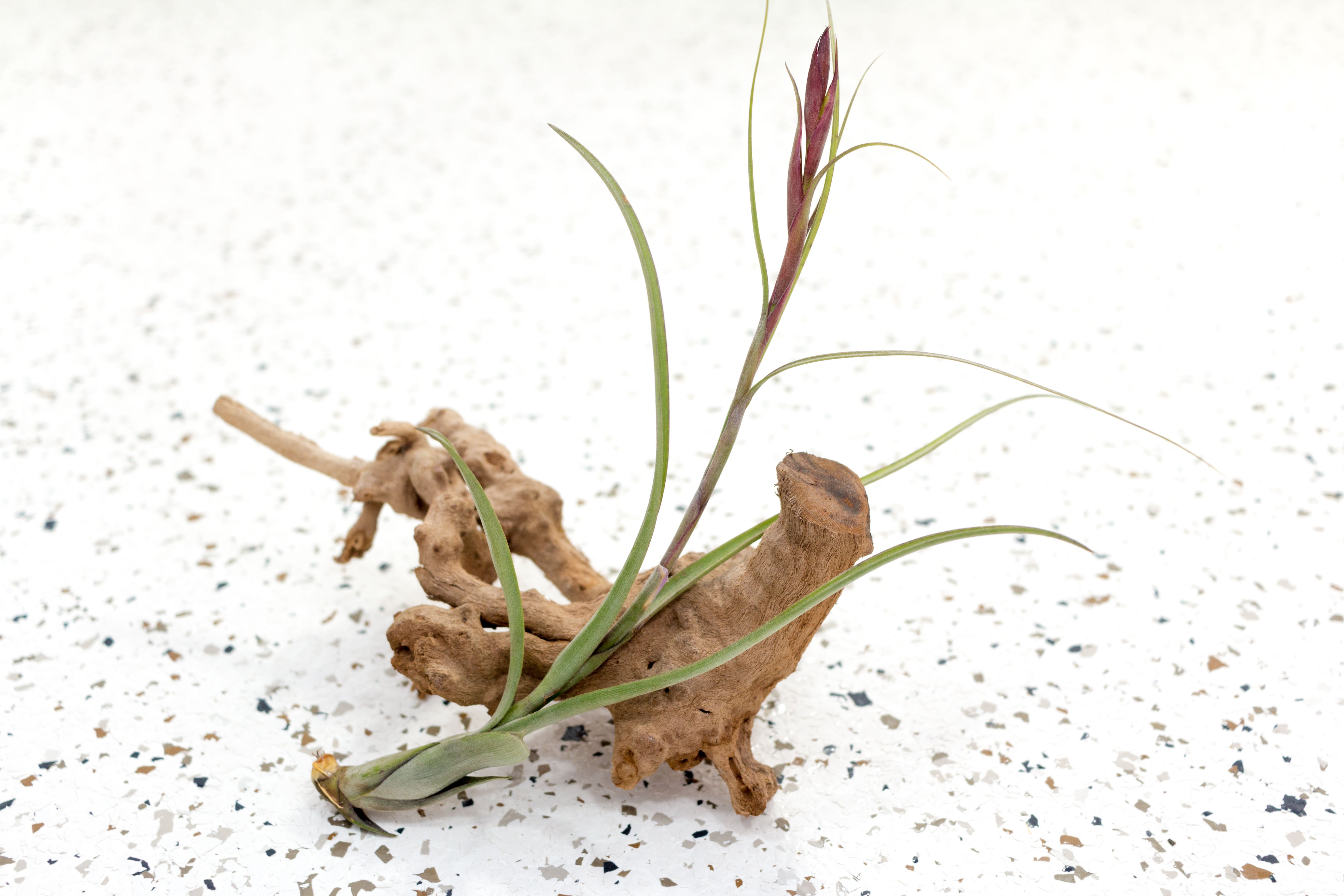 Air Plants - Budding, Blushing & Blooming Tillandsia Variety – Air