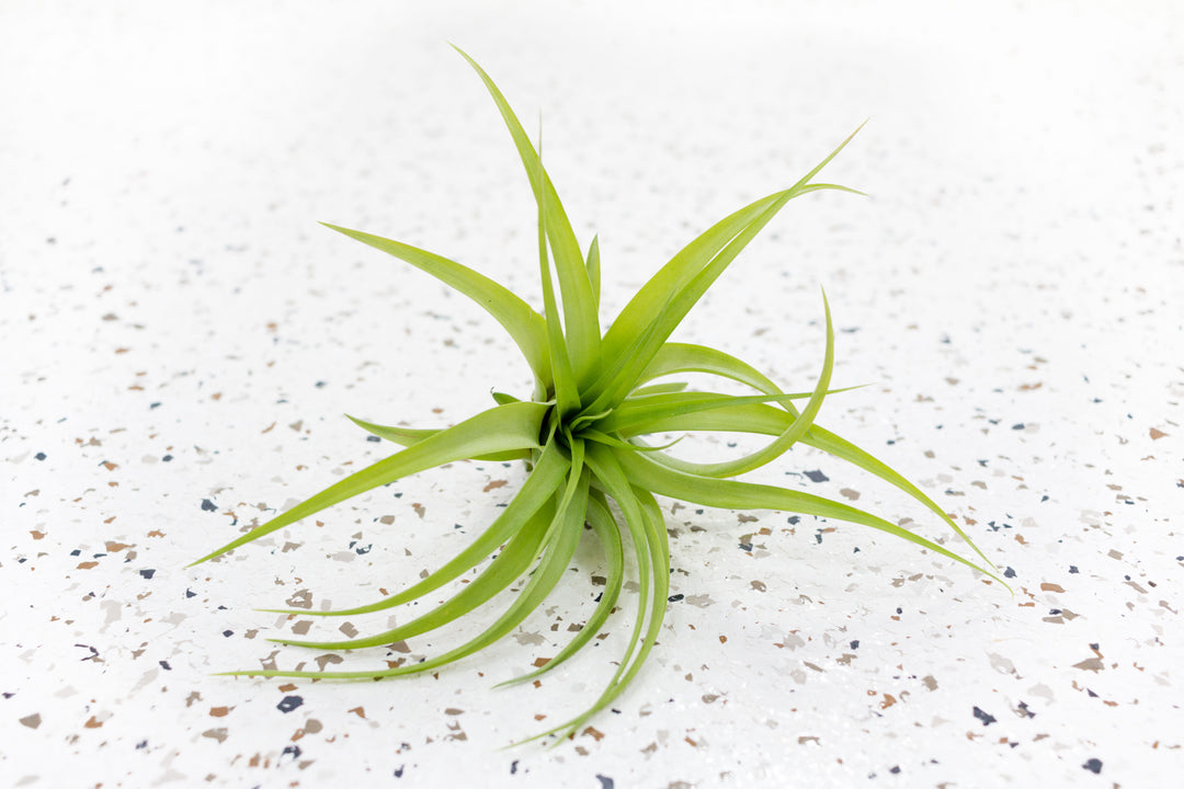 brachycaulos air plant Pack of 10 or 20 Large Abdita Brachycaulos Air Plants