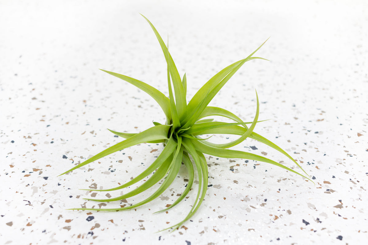 Air Plants Tillandsia Abdita Brachycaulos Wholesale Special – Air Plant ...