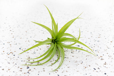 Tillandsia Abdita Brachycaulos Air Plant