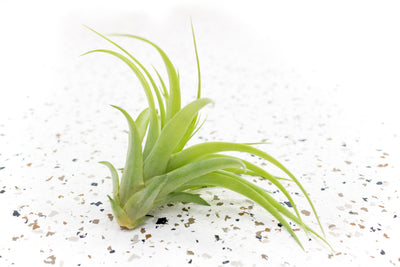 Tillandsia Abdita Brachycaulos Air Plant