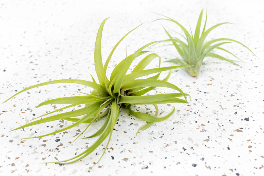 aldi air plant Tillandsia Green Abdita Brachycalous Air Plants, Large / Single Plant