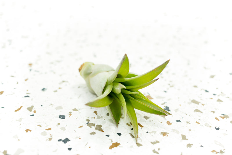 Tillandsia Abdita Brachycaulos Air Plant