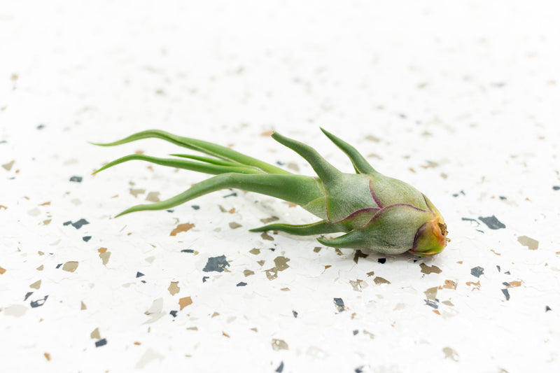 Tillandsia Bulbosa Guatemala Air Plant