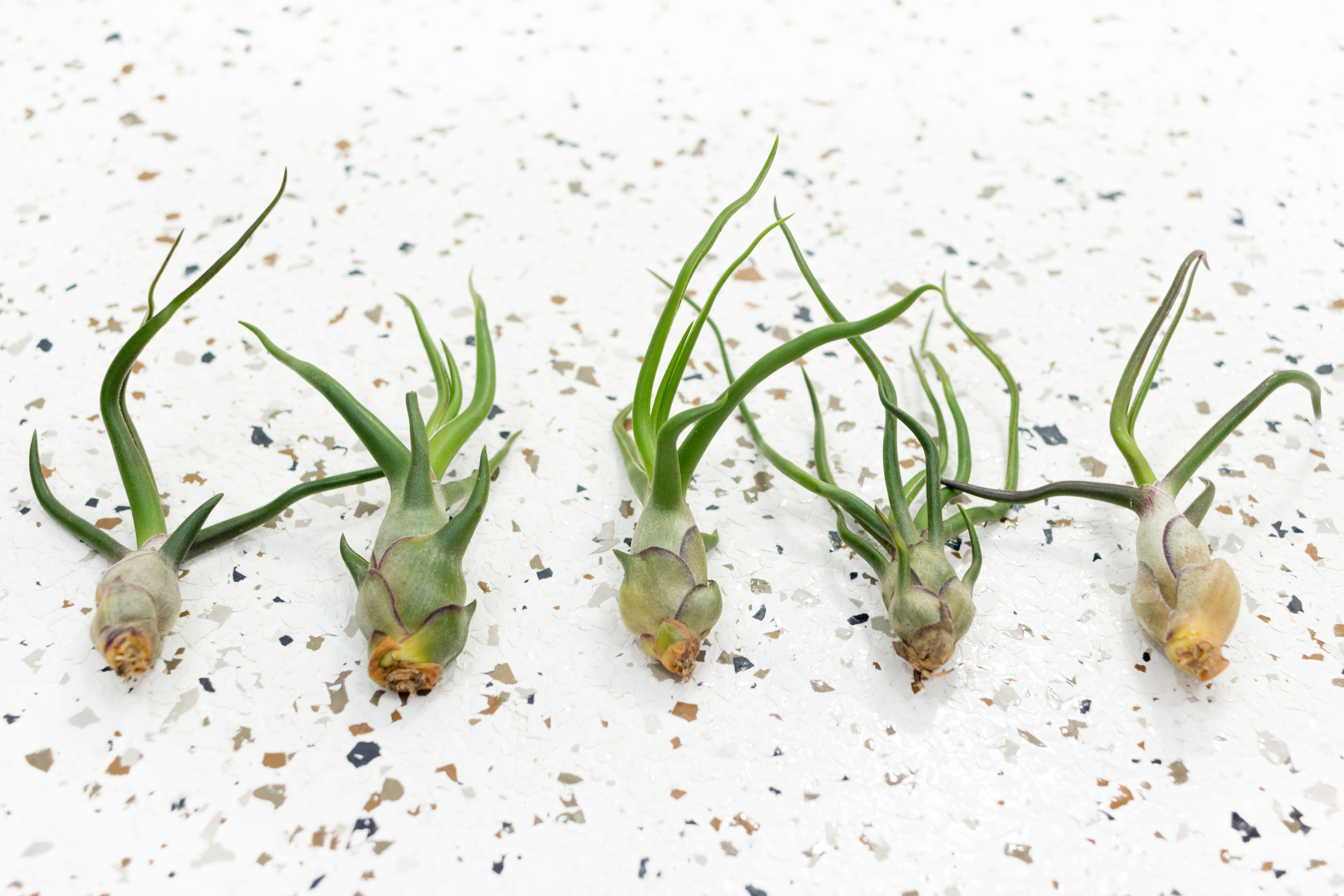 Air Plants - Tillandsia Bulbosa Guatemala and Bulbosa Belize – Air