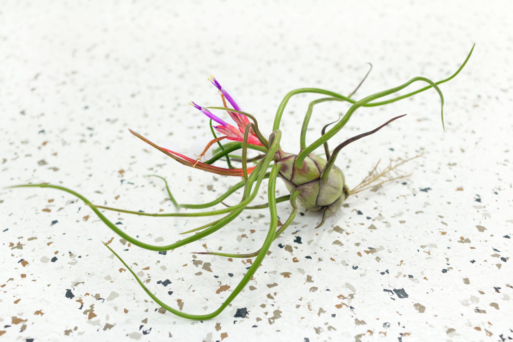 bulbosa air plant flower Tillandsia Bulbosa Air Plants, Large