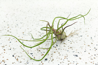 Tillandsia Bulbosa Belize Air Plant