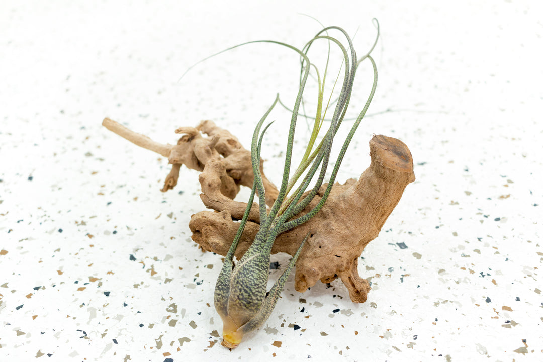 air plant butzii Tillandsia Butzii Air Plants, Regular / Single Plant