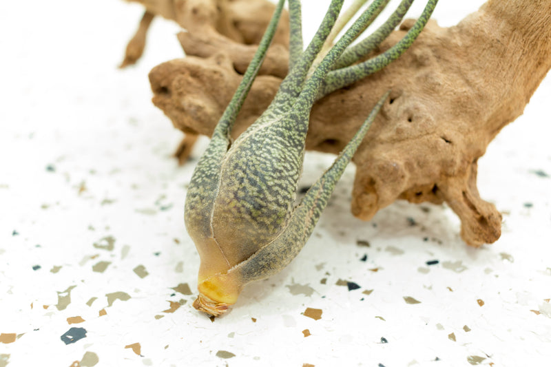 Close up of Bottom of Tillandsia Butzii Air Plant