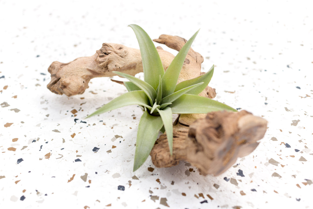 capitata air plant Tillandsia Capitata Peach Air Plants, Regular / Single Plant