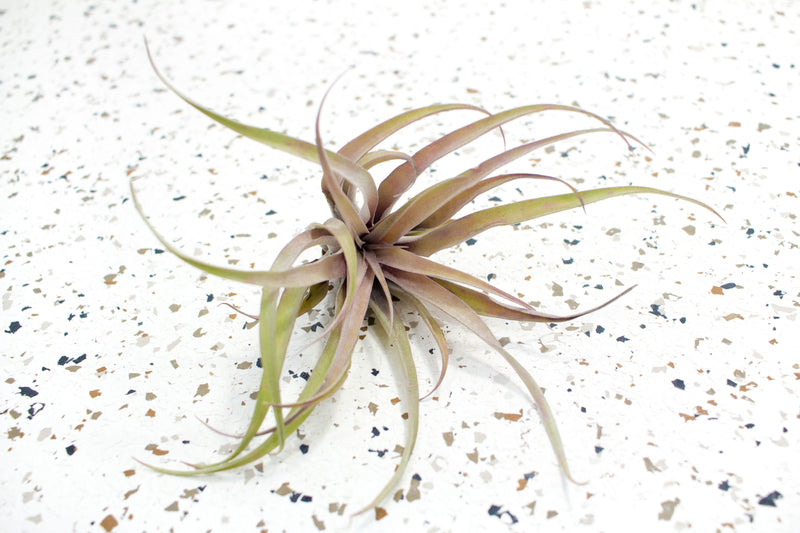 Large Tillandsia Capitata Peach Air Plant