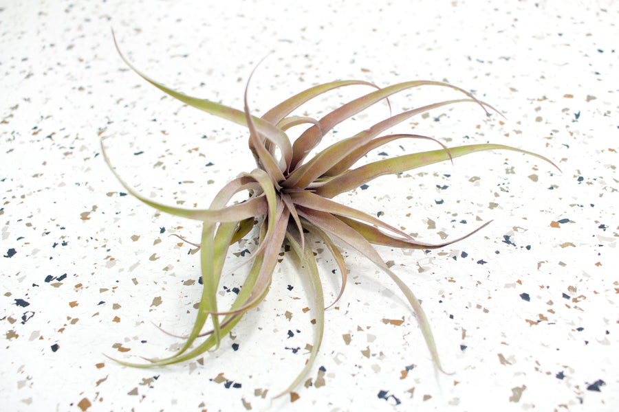 capitata peach air plant care Packs of 5 or 10 Tillandsia Capitata Peach Air Plants