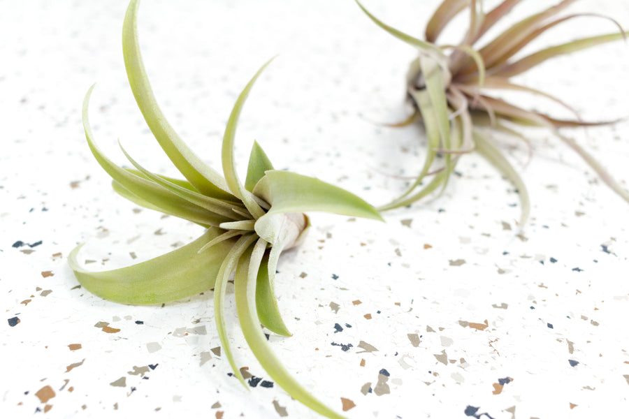 2 Tillandsia Capitata Peach Air Plants