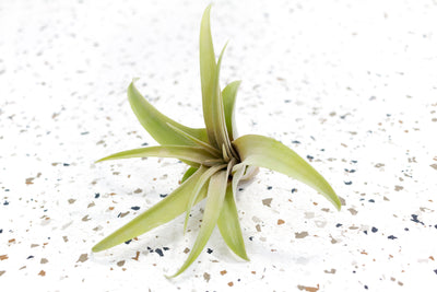 Tillandsia Capitata Peach Air Plant