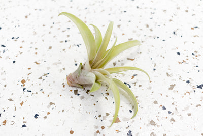 Tillandsia Capitata Peach Air Plant