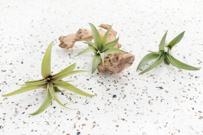 3 Tillandsia Capitata Peach Air Plants