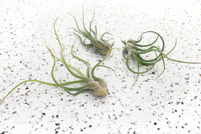 3 Tillandsia Caput Medusae Air Plants