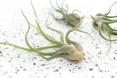 3 Tillandsia Caput Medusae Air Plants