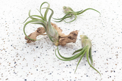 3 Tillandsia Caput Medusae Air Plants