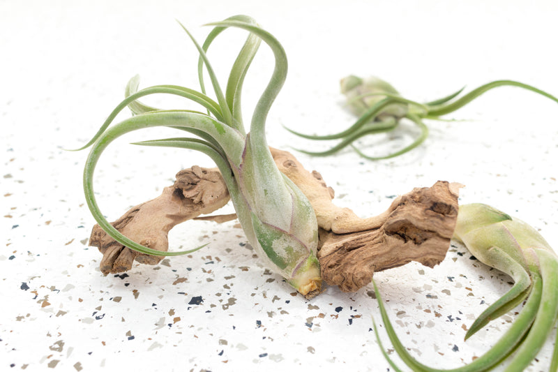 3 Tillandsia Caput Medusae Air Plants