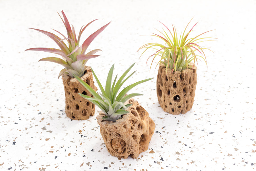 skeleton air plants Natural Cholla Cactus Containers with Assorted Air Plants, Large / 3 Pack