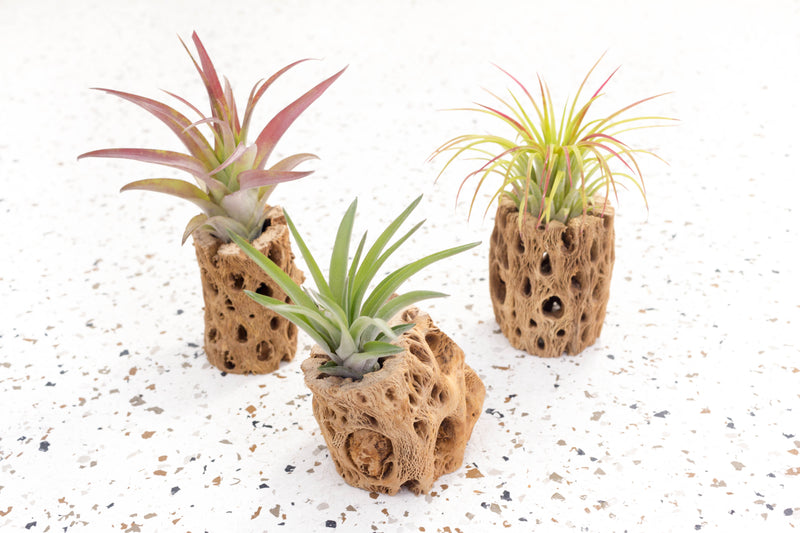 Three 3 Inch Cholla Cactus Skeleton Containers with Assorted Tillandsia Air Plants