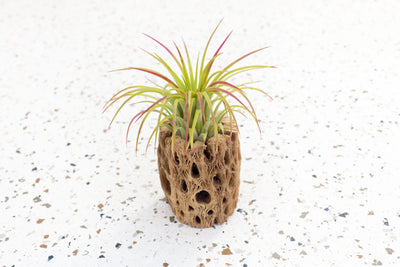 3 Inch Cholla Cactus Skeleton Container with Blushing Tillandsia Ionantha Guatemala Air Plant