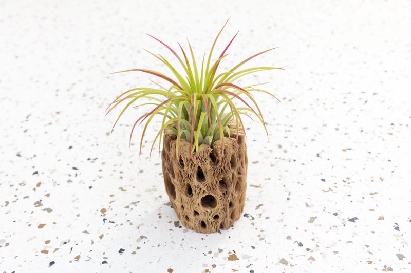 3 Inch Cholla Cactus Skeleton Container with Blushing Tillandsia Ionantha Guatemala Air Plant