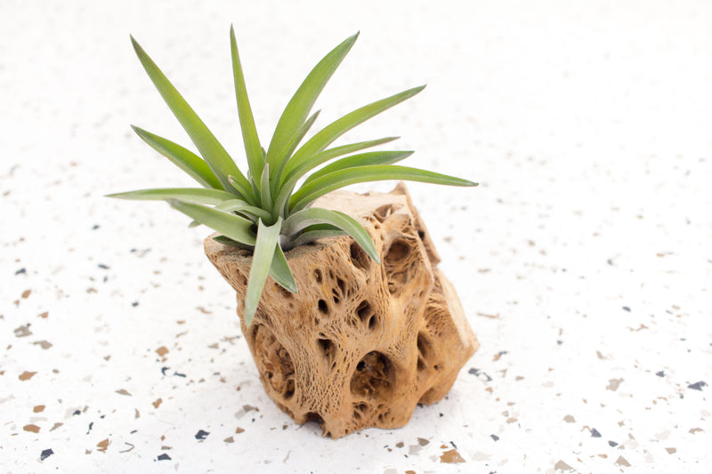 3 Inch Cholla Cactus Skeleton Container with Tillandsia Velutina Air Plant