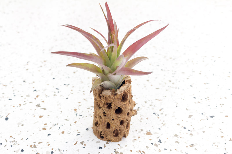 3 Inch Cholla Cactus Skeleton Container with Blushing Tillandsia Abdita Air Plant