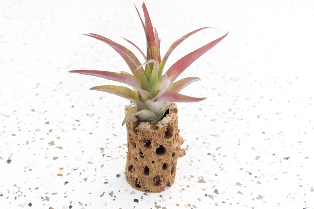 air plant skeleton Wholesale