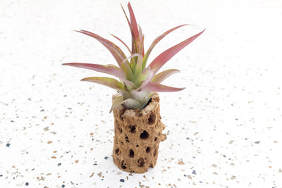 3 Inch Cholla Cactus Skeleton Container with Tillandsia Brachycaulos Abdita Air Plant