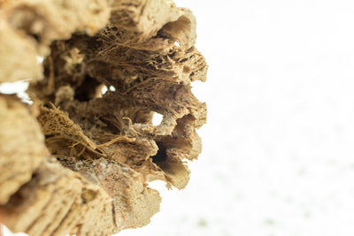 Close Up View of Cholla Cactus Skeleton Container