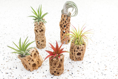 3 and 6 Inch Cholla Cactus Skeleton Containers with Assorted Tillandsia Air Plants