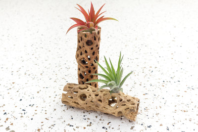 Two 6 Inch Cholla Cactus Skeleton Containers with Tillandsia Air Plants