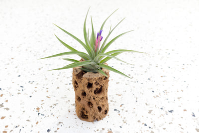 Wholesale Glass Capsule Terrarium & Tillandsia Air Plants – Air Plant  Design Studio